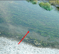 Aquatic plants block salmon access