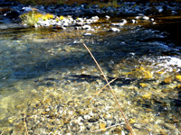 spawning salmon in Scott River